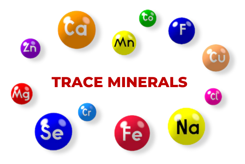 What Should you know about Trace Minerals?